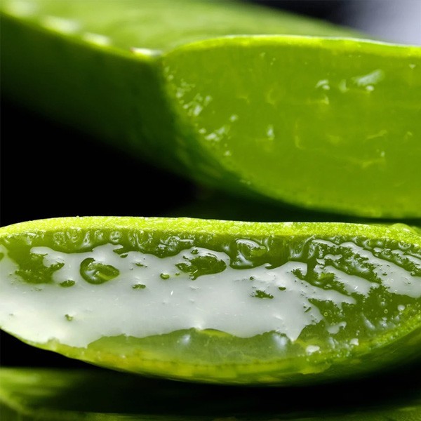 Dišava aloe vere