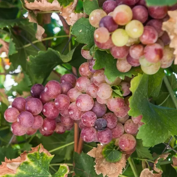 Naravno identična dišava divjega grozdja - Herbana