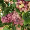 Naravno identična dišava divjega grozdja - Herbana