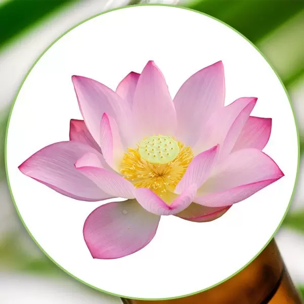 Razkošni lotus naravno identična dišava