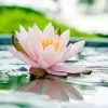 Naravno identična dišava razkošnega lotusa - Herbana