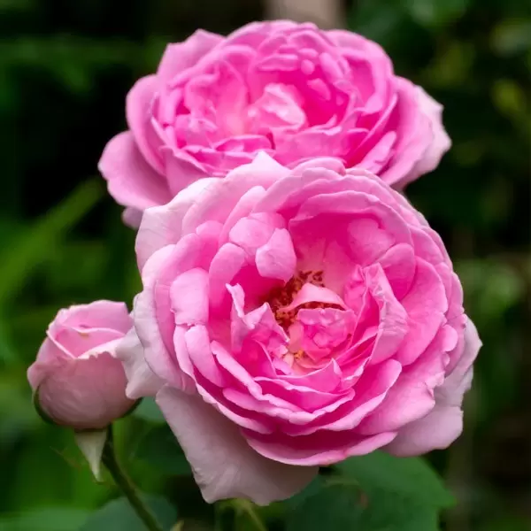 Hidrolat damaščanske vrtnice - Herbana