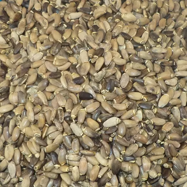 Ekološka semena pegastega badlja - Herbana