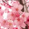 Dišava cvetovi češnje - Herbana