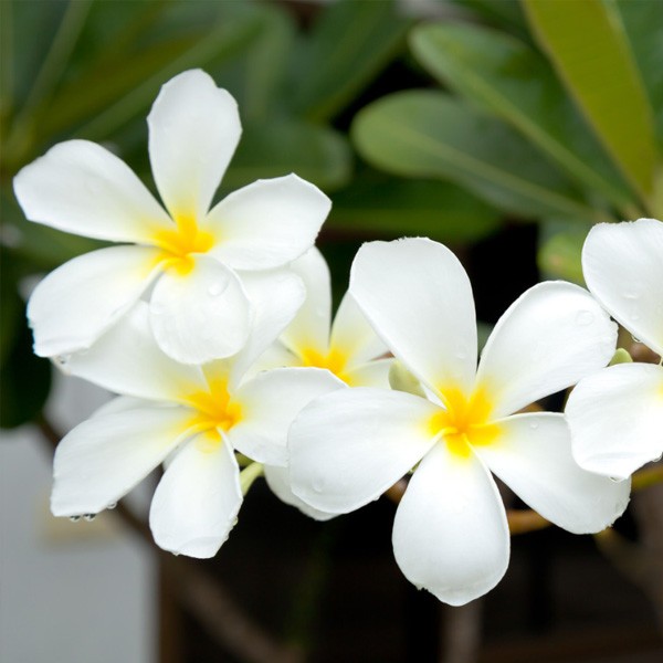 Frangipani dišava