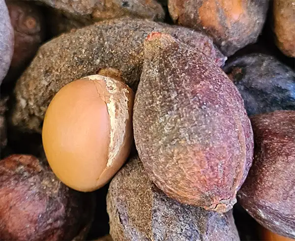 Arganovi plodovi id blizu