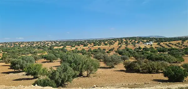 Nasad arganovih dreves