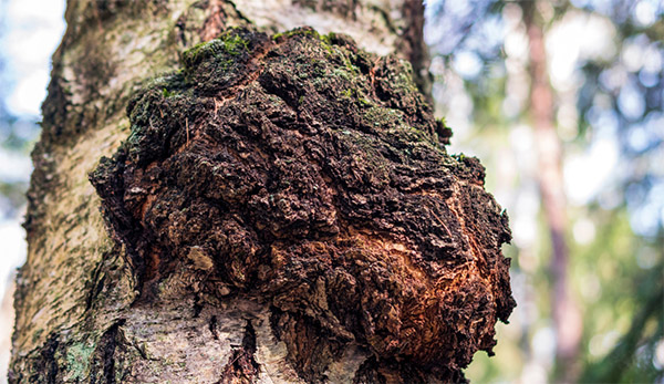 Chaga Sibirija - Herbana