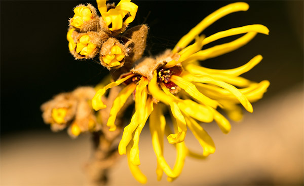 Hidrolat hamamelis Herbana