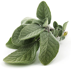 Žajbelj listi - Herbana